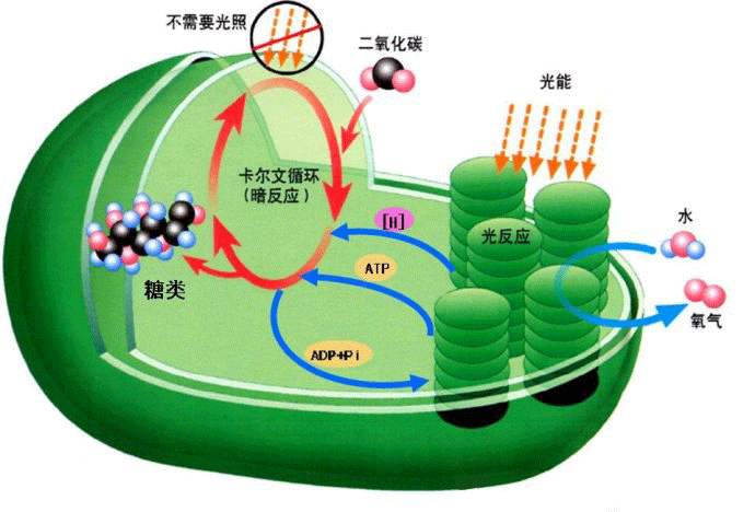 光合作用測定儀